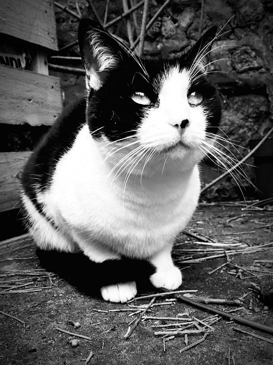 CLOSE-UP PORTRAIT OF CAT SITTING ON FLOOR