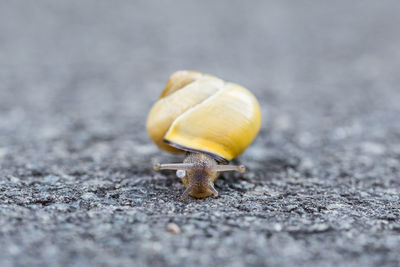 Close-up of snail on road