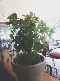 Close-up of potted plant on table at home