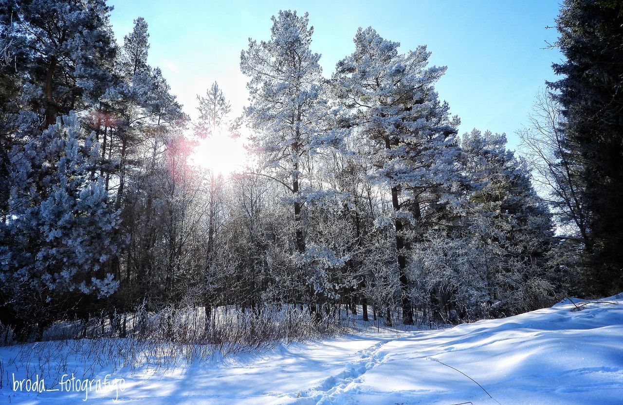 SNOW COVERED LAND AND TREES AGAINST SKY