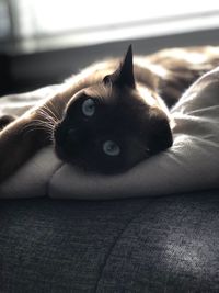 Close-up portrait of cat on bed at home