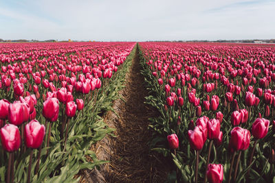 Red tulips in field