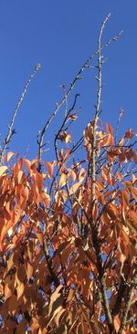 Low angle view of tree against blue sky