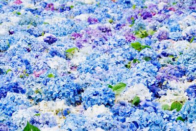 High angle view of purple flowering plants