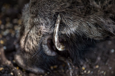 Close-up of animal eye