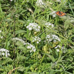 Close-up of insect on plant