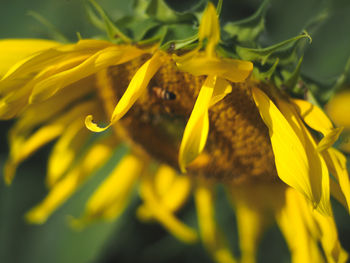 Close-up of yellow flowering plant