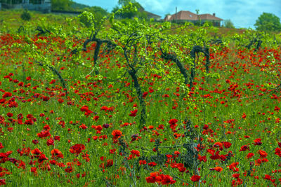 Close-up of red flowering plants on field