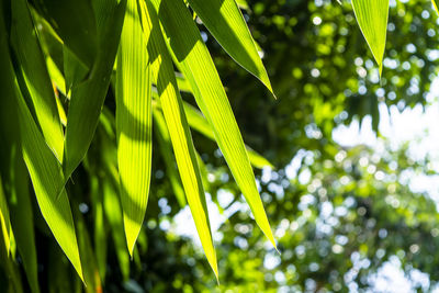 Low angle view of green leaves