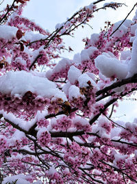 Cherry blossoms in winter