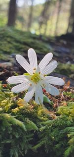 Close-up of white flowering plant