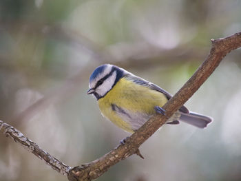 Close-up of bird perching on branch