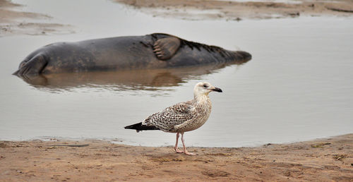 Seagulls on sand at beach