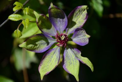 Close-up of purple flowering plant