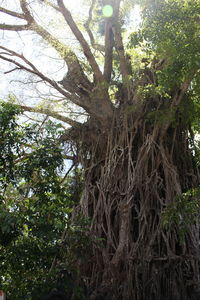 Low angle view of trees in forest