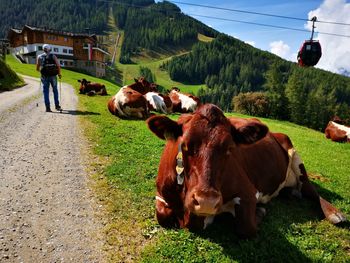 Cows on field