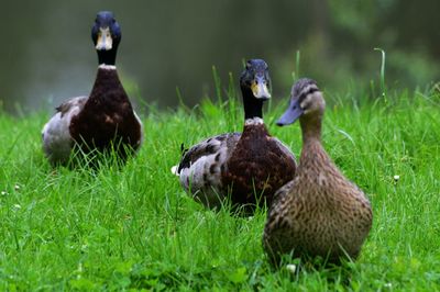 Mallard ducks on grassy field