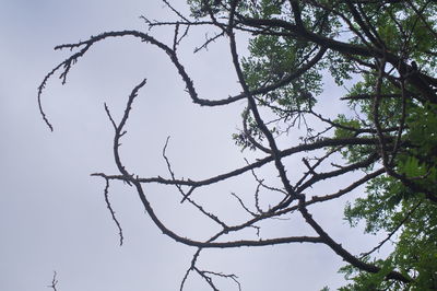 Low angle view of silhouette bare tree against sky