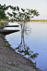 Tree by lake against sky