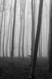 Sunlight streaming through trees in forest