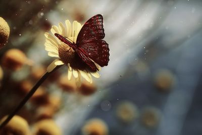 Close-up of butterfly on flower