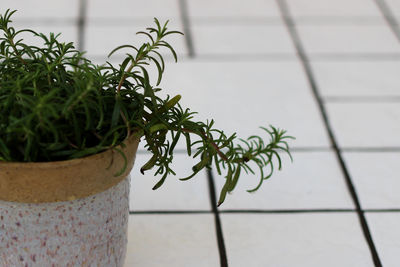 Close-up of potted plant