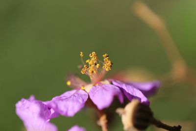 Close-up of bumblebee on purple flower