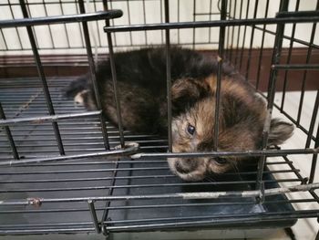 Portrait of dog in cage