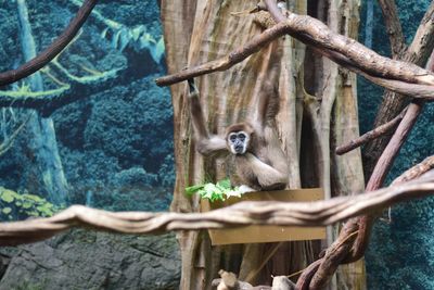 Close-up of lizard on tree trunk in zoo
