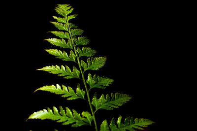 Close-up of leaves against black background