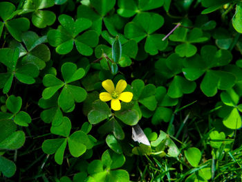 High angle view of yellow flowering plants