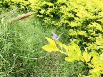 Close-up of butterfly on yellow flower