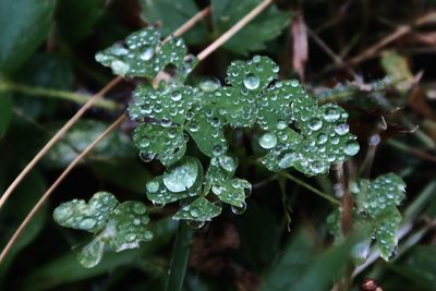 Close-up of wet plant leaves during rainy season