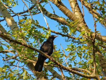 Low angle view of raven perching on tree