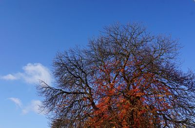 Low angle view of bare tree against blue sky