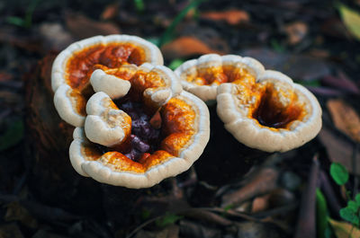 High angle view of mushrooms