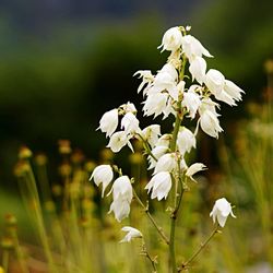 Close-up of white flowers