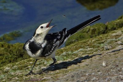 Close-up of bird flying over water