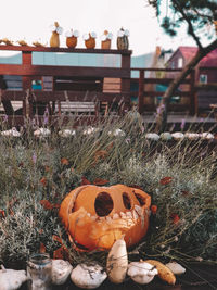 View of pumpkins in market during halloween