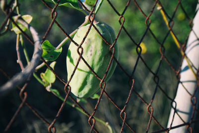 Close-up of chainlink fence