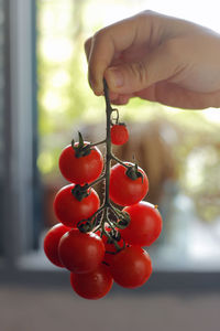 Close-up of hand holding red berries