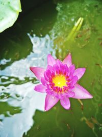 Close-up of pink water lily blooming outdoors