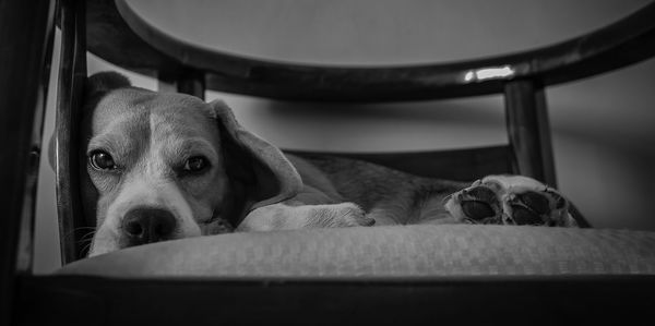 Close-up portrait of dog resting at home