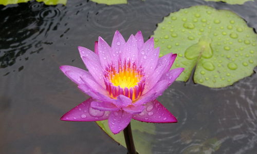 Close-up of lotus water lily in pond