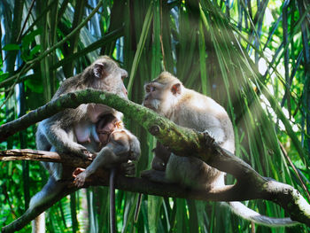 Monkey family 