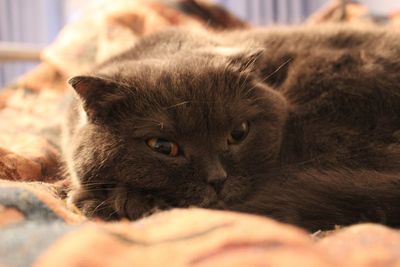 Close-up of cat resting on bed