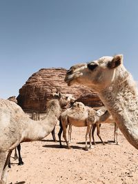 Camels in desert