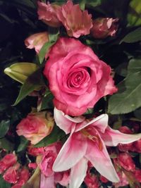 Close-up of pink roses