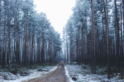 Empty road along trees in forest