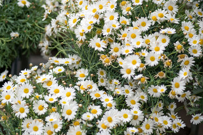 Close-up of white daisy flowers on field